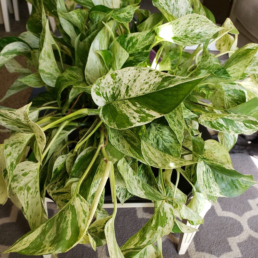 Marble Queen Pothos cuttings